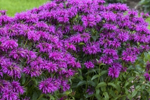 Monarda 'Electric Neon Purple' 